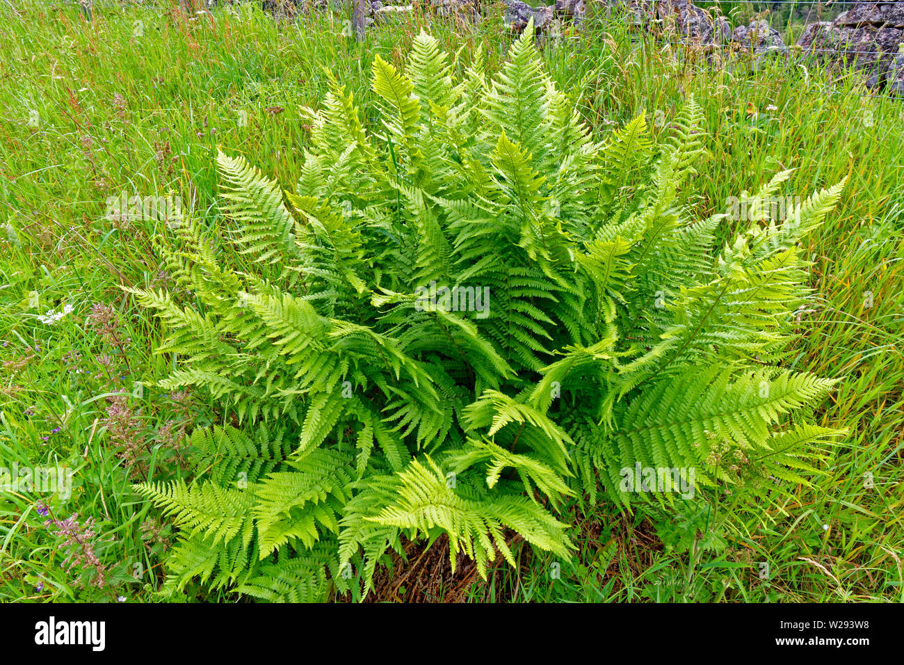 SPEYSIDE WAY ECOSSE SCALY Fougère mâle Dryopteris affinis au début de l'été Banque D'Images