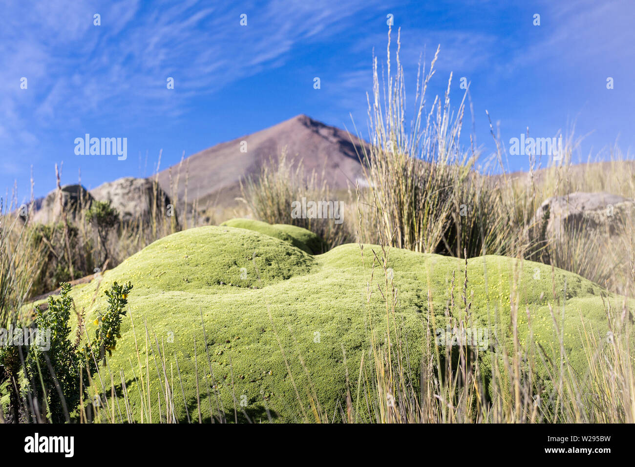 Yareta plante dans la Puna grassland dans Salinas y Aguada Blanca réserve naturelle dans les Andes péruviennes. Banque D'Images