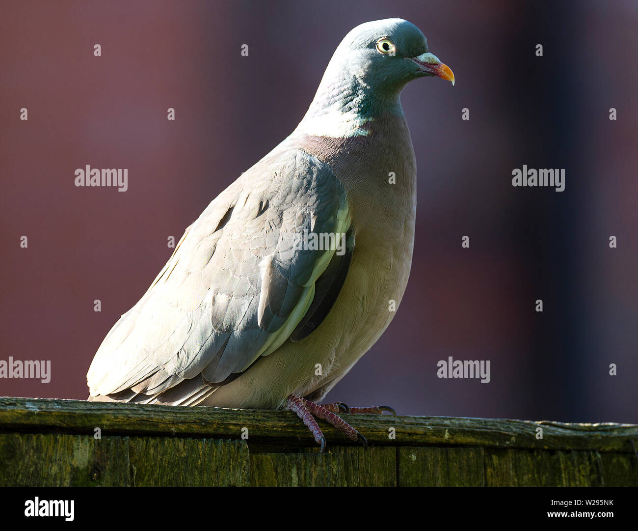 Un Ramier perché sur une clôture dans un jardin à la recherche de nourriture en Alsager Cheshire England Royaume-Uni UK Banque D'Images