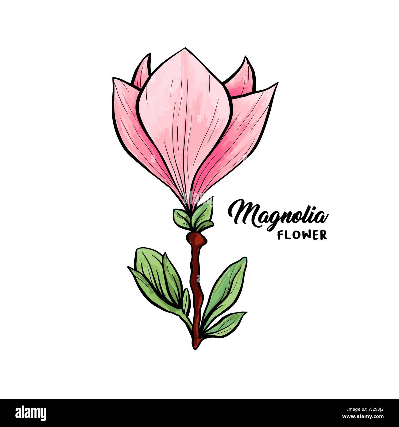 Fleur de Magnolia en fleurs, belle maison et intérieur design, vecteur illustration isolé. Pink floral esquisse. Fleur de printemps clipart réaliste. Crayon de fleurs sauvages la texture. Illustration de Vecteur