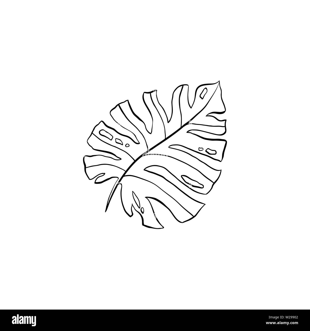 Philodendron plante d'art en ligne l'illustration. Houseplant split dessiné à la main des feuilles de dessin. Silver Cloud, monstera leafage croquis stylo encre. Éléments de conception de l'usine de décoration. Livre de coloriage clipart botanique Illustration de Vecteur