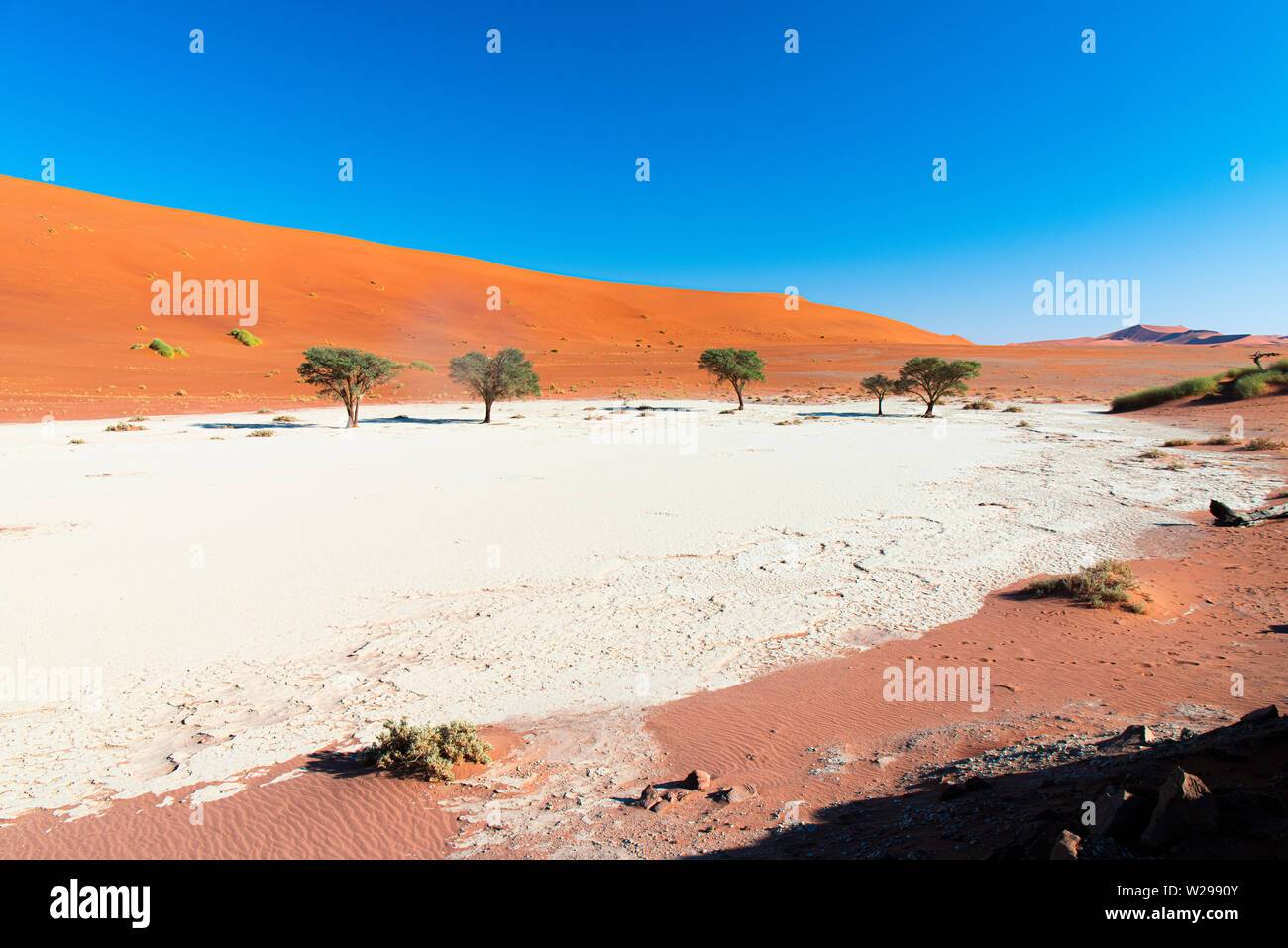 Camel thorn arbres dans l'argile de pan, à Deadvlei Soussusvlei, Namibie Banque D'Images