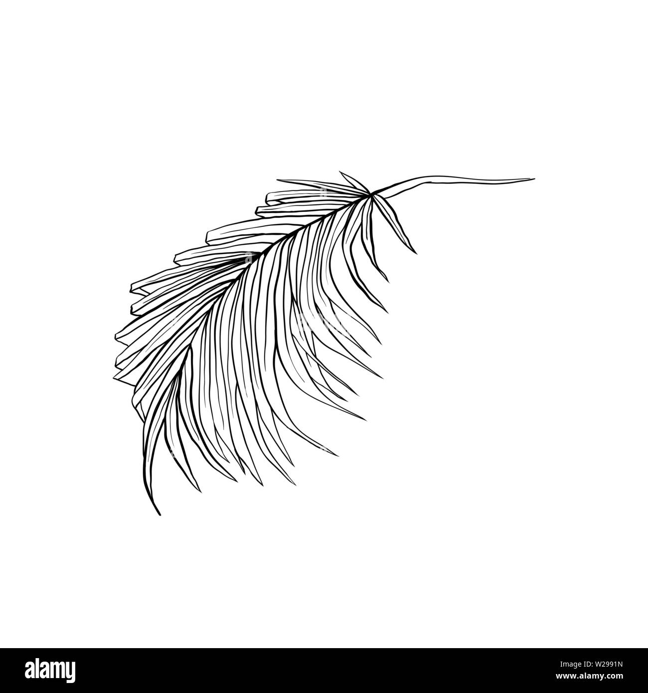La main à la noix de coco l'illustration vectorielle. Exotiques, tropicaux isolés feuilles split dessin. Stylo encre végétale croquis. Jungle, rainforest leafage clipart décoratif. Élément de design botanique Illustration de Vecteur