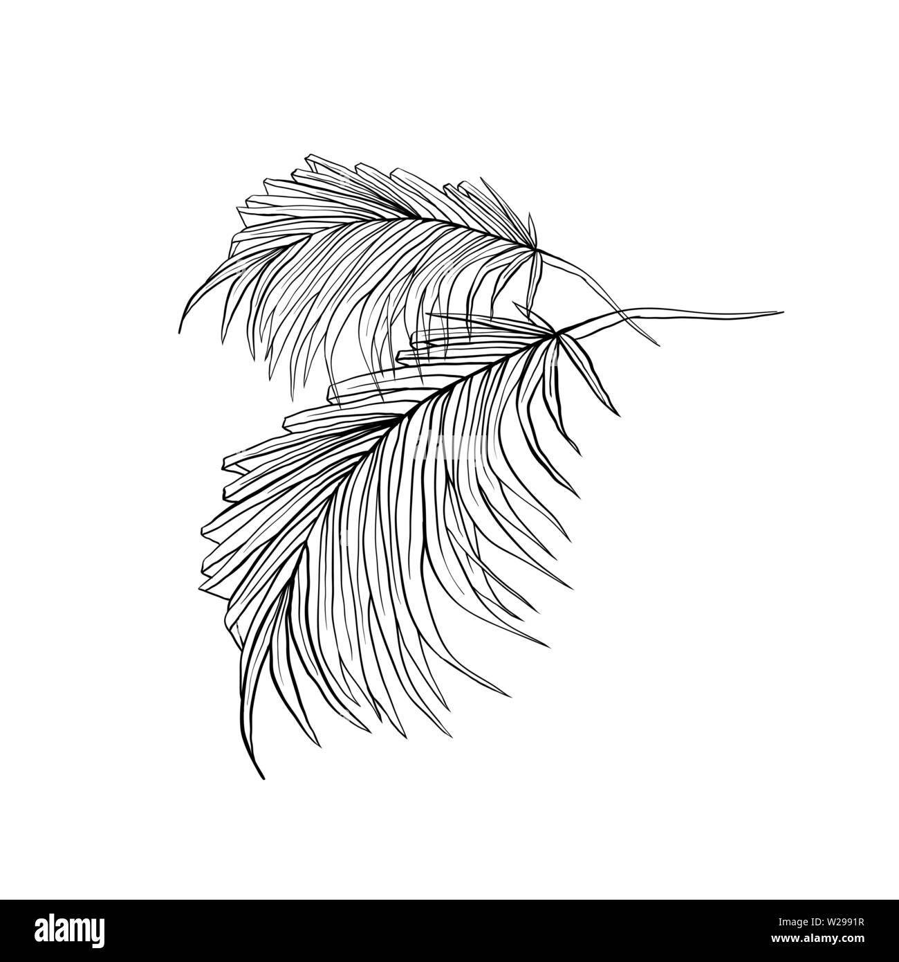 Feuilles de palmier hand drawn vector illustration. Stylo encre croquis de plantes exotiques. Les feuilles tropicales split silhouette. Jungle, la flore de la forêt tropicale. Frondes de cocotier. Élément de design isolés botanique Illustration de Vecteur Feuilles de palmier hand drawn vector illustration. Stylo encre croquis de plantes exotiques. Les feuilles tropicales split silhouette. Jungle, la flore de la forêt tropicale. Frondes de cocotier. Élément de design isolés botanique Illustration de Vecteur