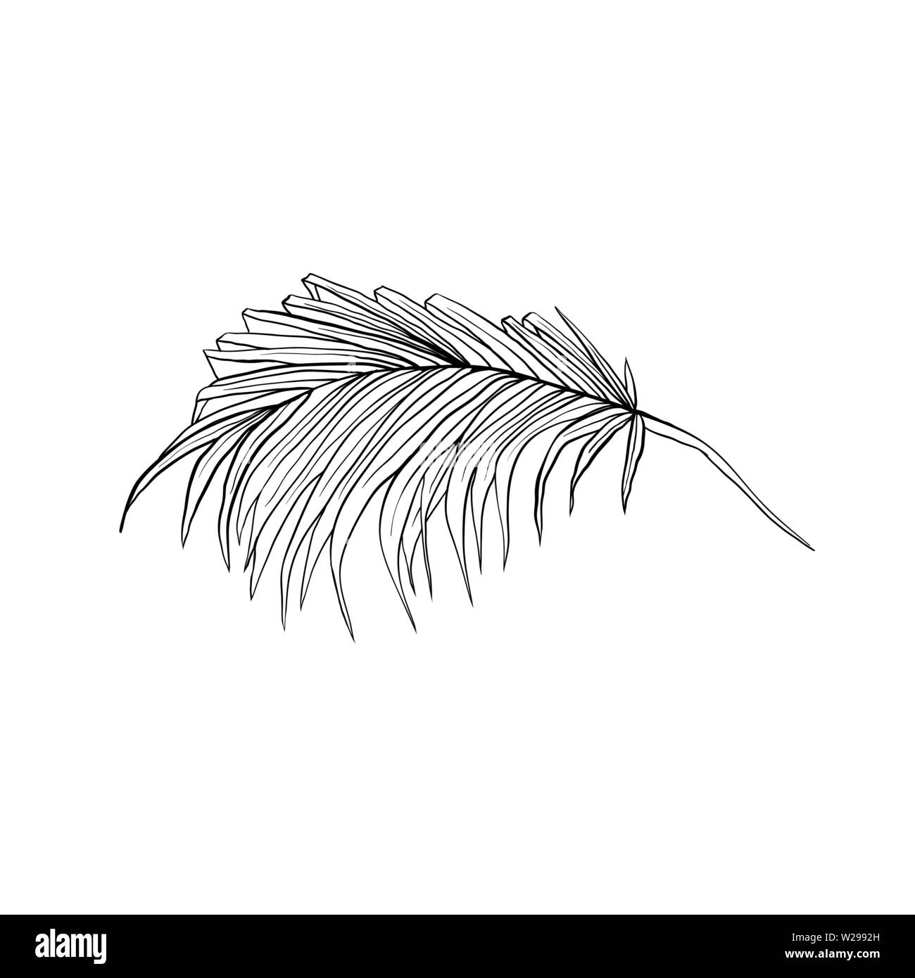 La main à la noix de coco l'illustration vectorielle. Exotiques, tropicaux isolés feuilles split dessin. Stylo encre végétale croquis. Jungle, rainforest leafage clipart décoratif. Élément de design botanique Illustration de Vecteur