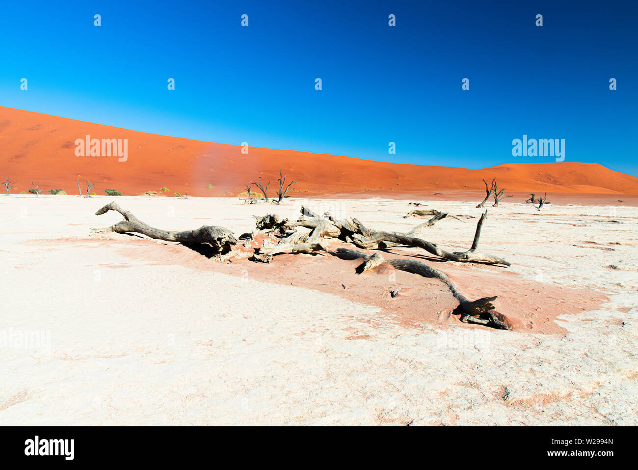 Camel thorn arbres dans l'argile de pan, à Deadvlei Soussusvlei, Namibie Banque D'Images