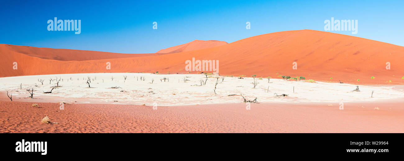 Camel thorn arbres dans l'argile de pan, à Deadvlei Soussusvlei, Namibie Banque D'Images