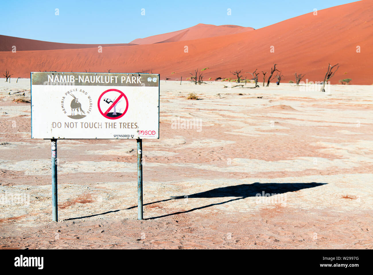 Camel thorn arbres dans l'argile de pan, à Deadvlei Soussusvlei, Namibie Banque D'Images