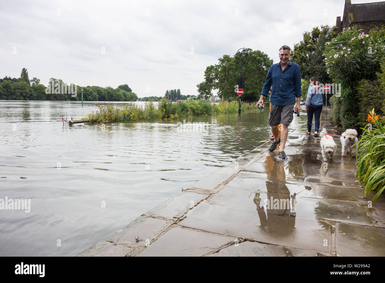 Un homme qui marche son animal les caniches à côté d'une rivière en crue Thames à Chiswick, à l'ouest de Londres, Royaume-Uni Banque D'Images