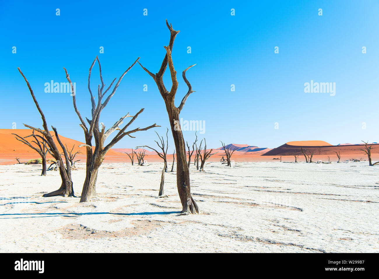 Camel thorn arbres dans l'argile de pan, à Deadvlei Soussusvlei, Namibie Banque D'Images