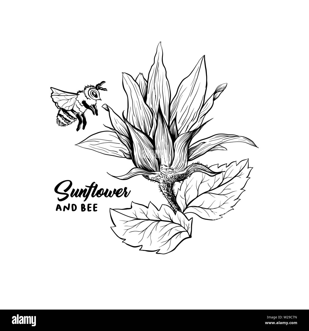 Abeille sur les jeunes boutons floraux, hand drawn vector illustration. Floral à l'encre. Clipart tournesol. Dessin stylisé gravé. Bee unicolores isolés Illustration de Vecteur