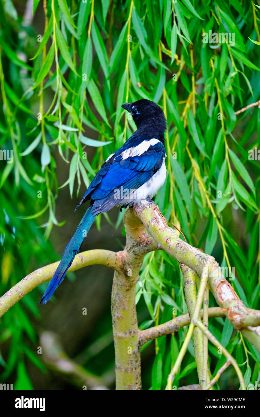 West Sussex, UK. À part entière (nouvellement Magpie Pica pica) à derrière elle whlle Direction générale de pleurs et de saule (Salix babylonica) au début de l'été. Banque D'Images