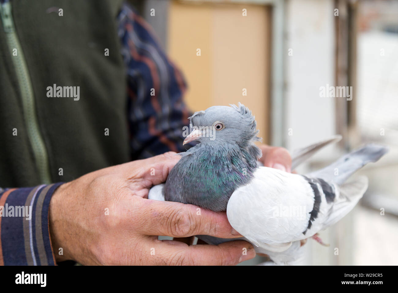 Bébé pigeon dans la main de l'éleveur Banque D'Images