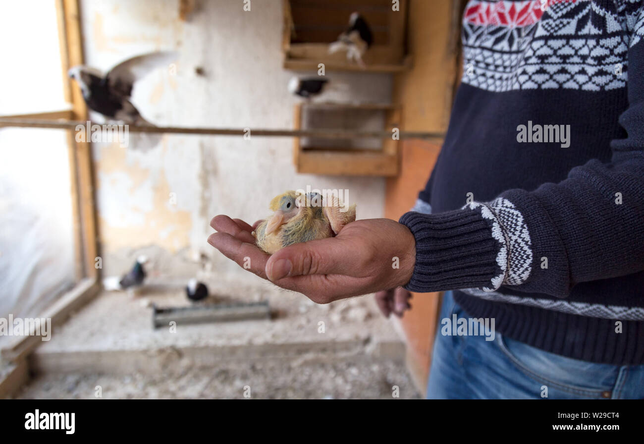 Bébé pigeon dans la main de l'éleveur Banque D'Images