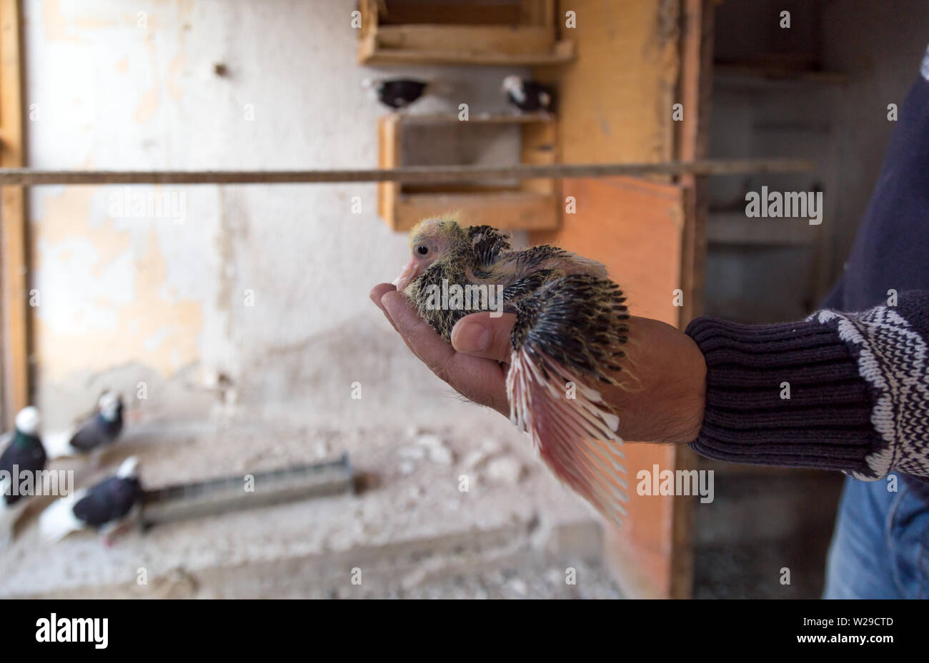Bébé pigeon dans la main de l'éleveur Banque D'Images