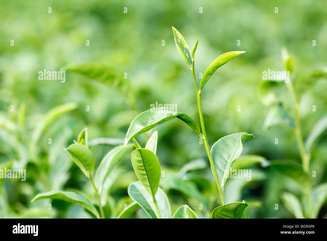 Feuilles de thé vert (Camellia sinensis var. sinensis / thé chinois) à plantation Banque D'Images