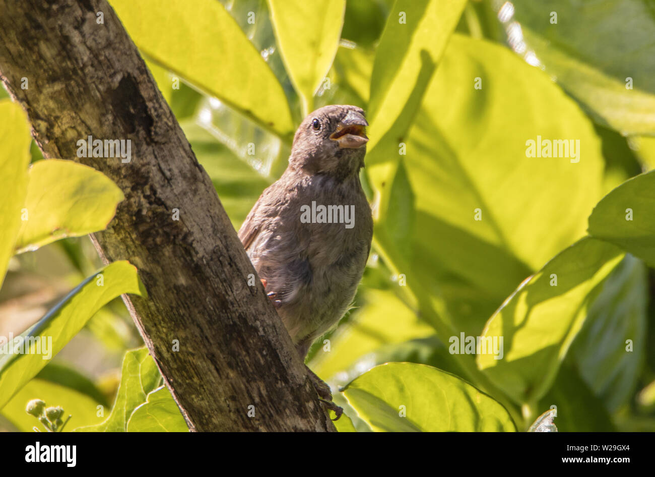 Moineau domestique moineau commun, les oiseaux sauvages dans un jardin le soleil brille au printemps Banque D'Images