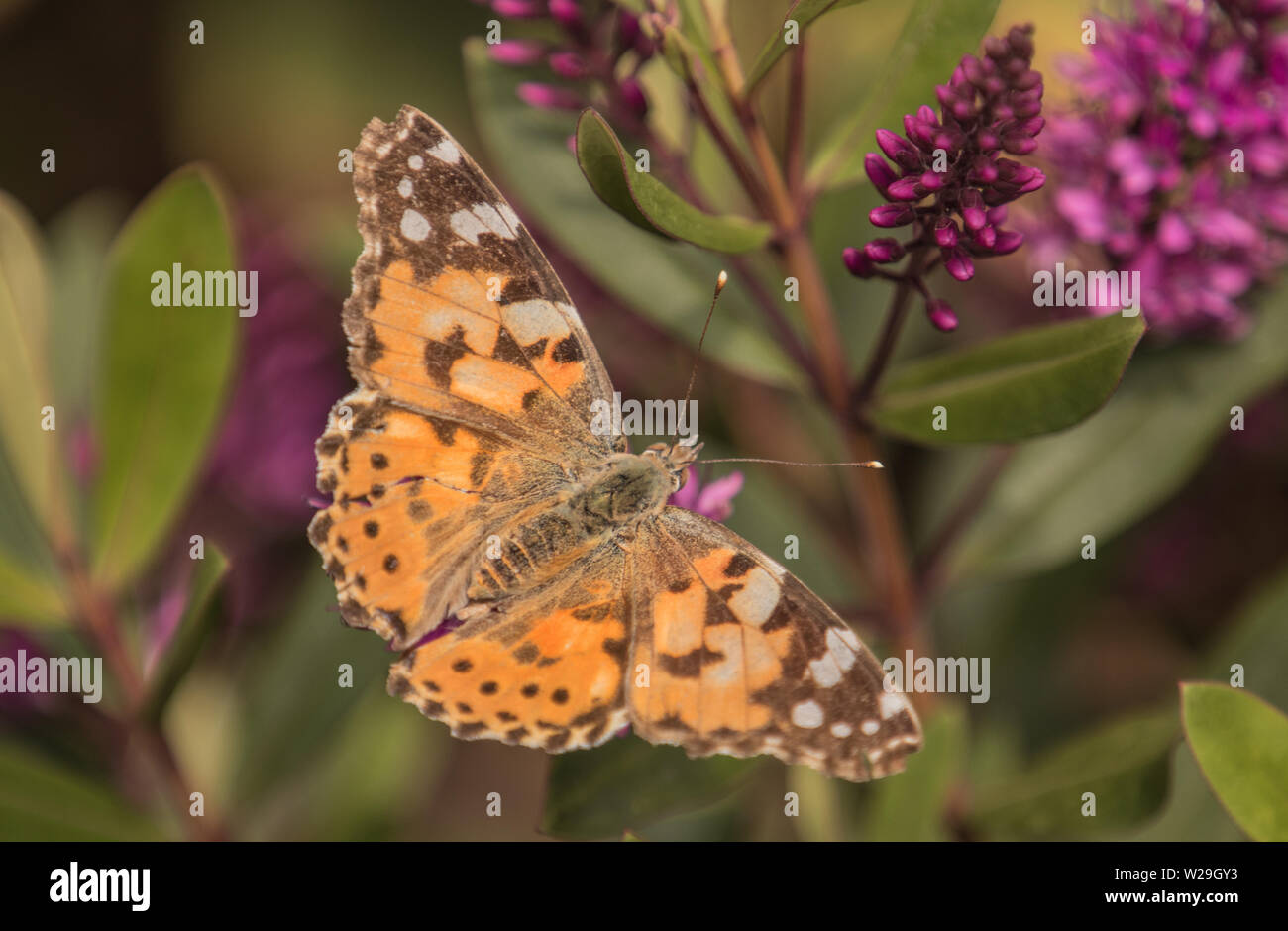 Papillon belle dame, Vanessa cardui, assis sur une fleur pourpre au printemps au Royaume-Uni Banque D'Images