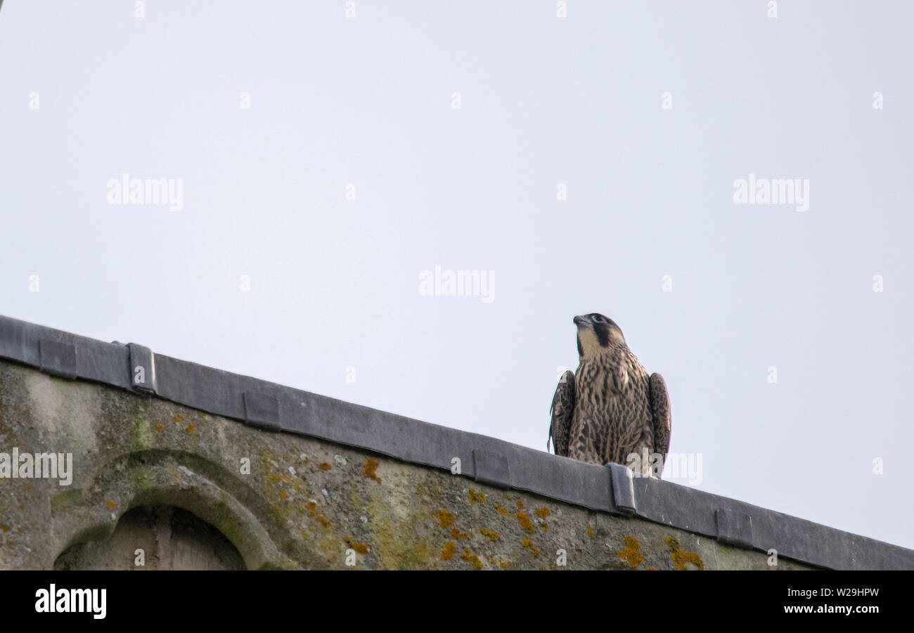 Chichester Peregrine's Banque D'Images