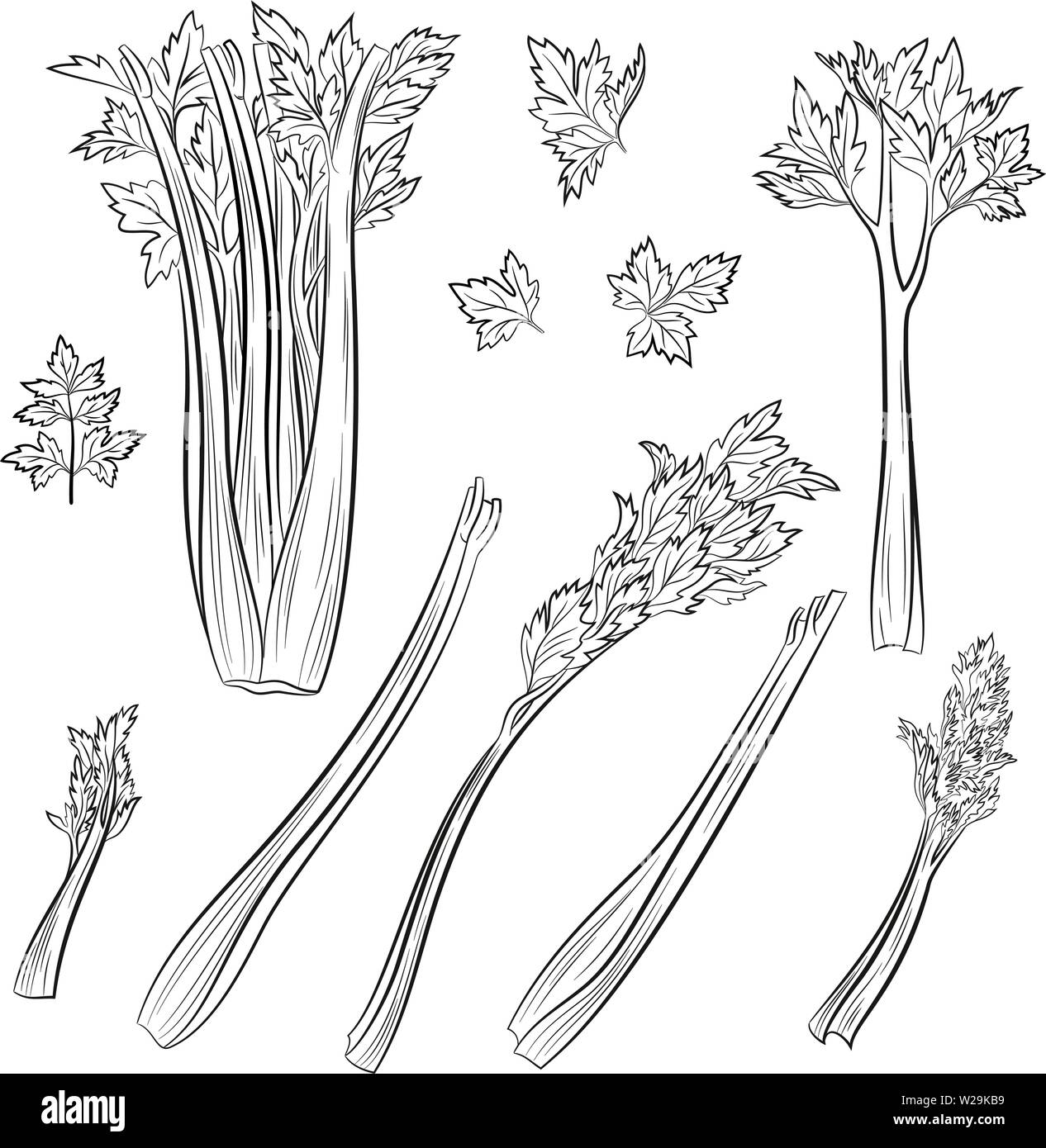 Le céleri, l'ensemble de pictogrammes Illustration de Vecteur