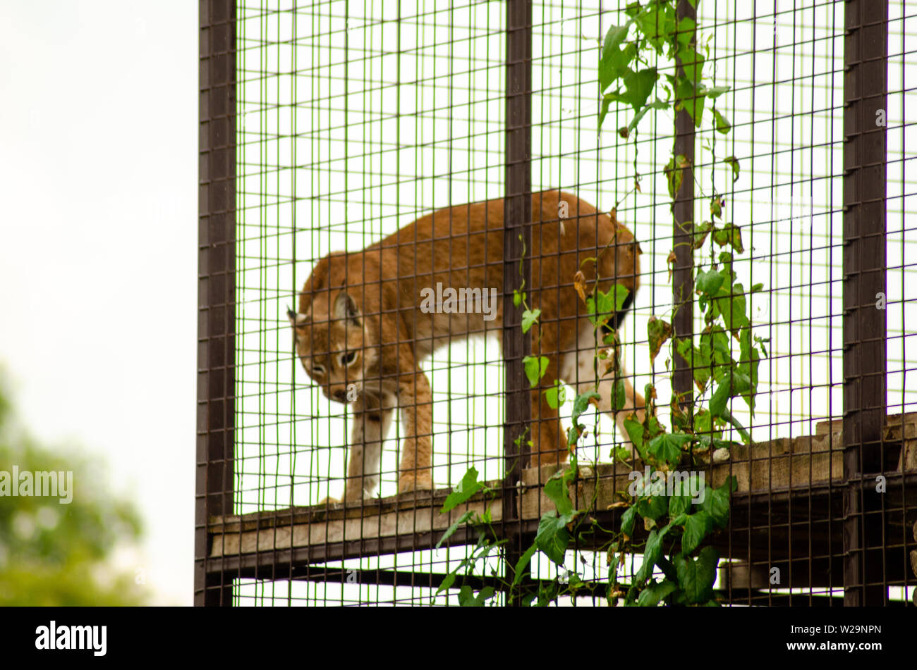 Chat sauvage marche lynx boréal en forêt verte Banque D'Images
