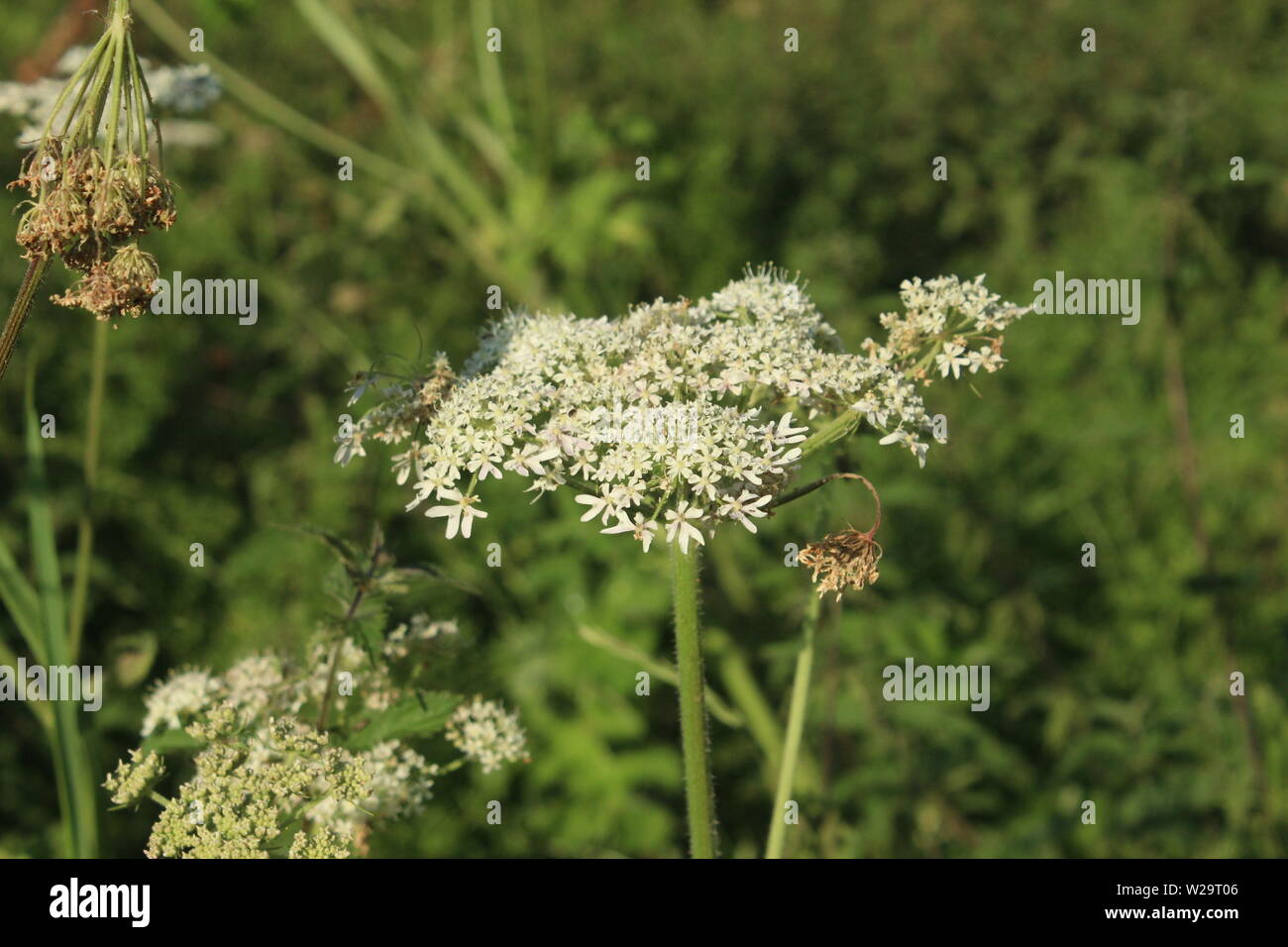 Close up of small blanc fleur plante dans un arbuste dans un prés sur une journée ensoleillée Banque D'Images
