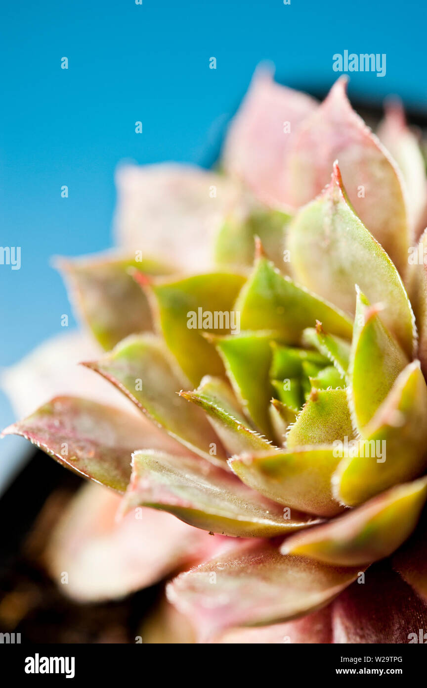 Catégorie : La plante succulente dans un vase Banque D'Images