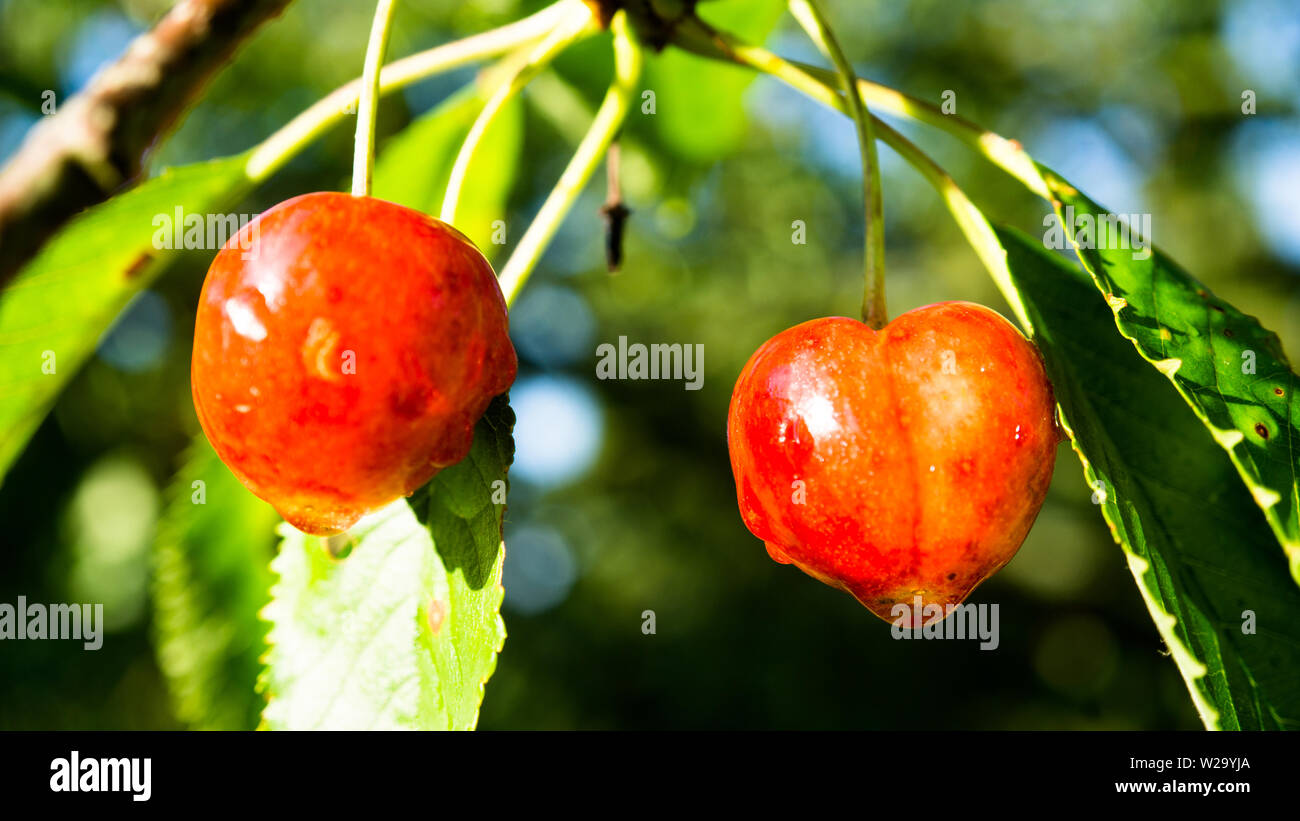 Cerises juteuses rouge Banque D'Images