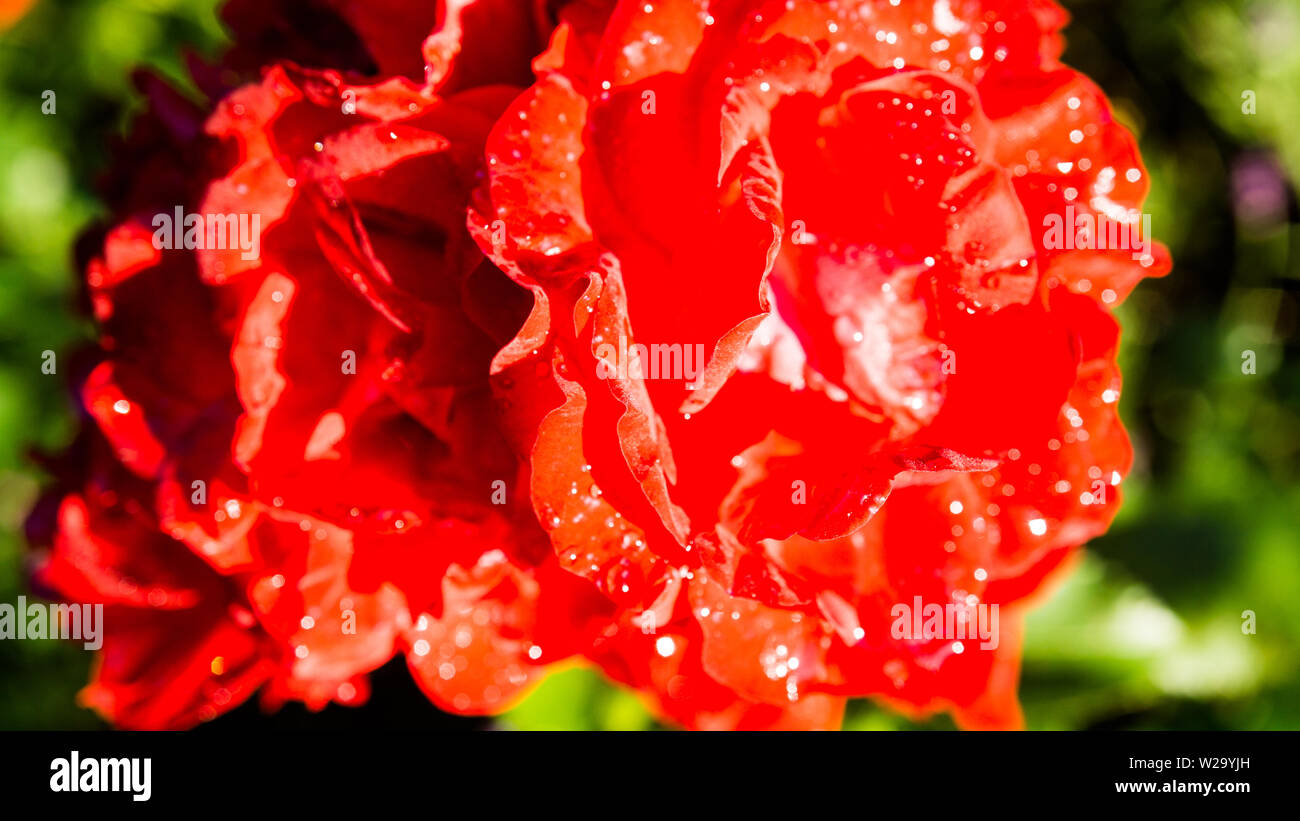 Des fleurs une rose rouge Banque D'Images