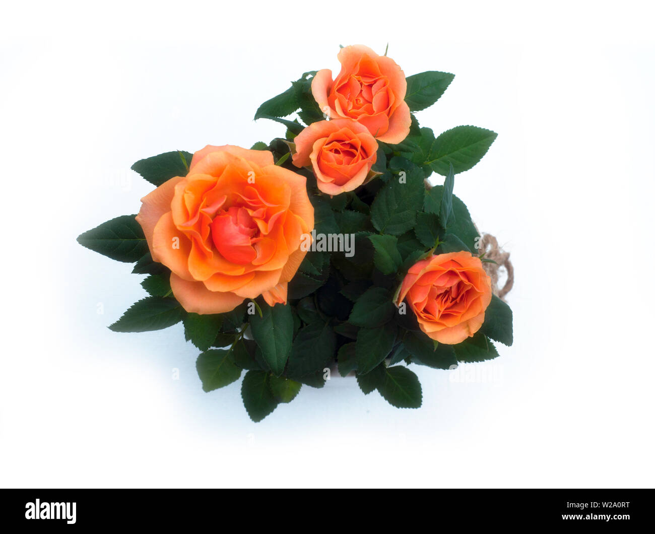 Rosiers en pot Orange isolé sur fond blanc. Peu de Rosiers en pot orange Banque D'Images