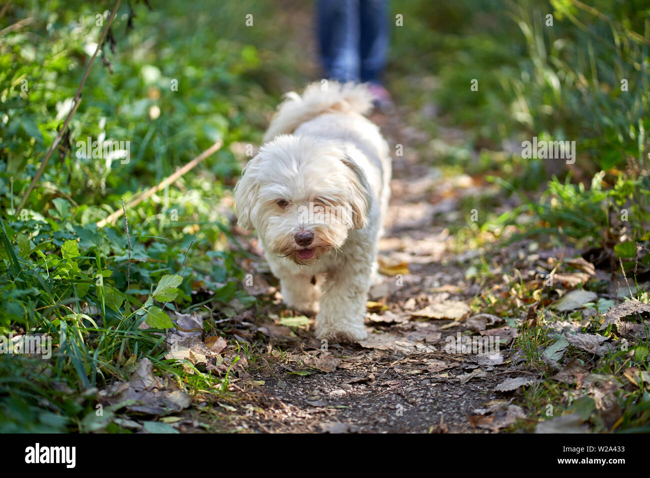 Bichon havanais blanc dog walking sur pathway Banque D'Images