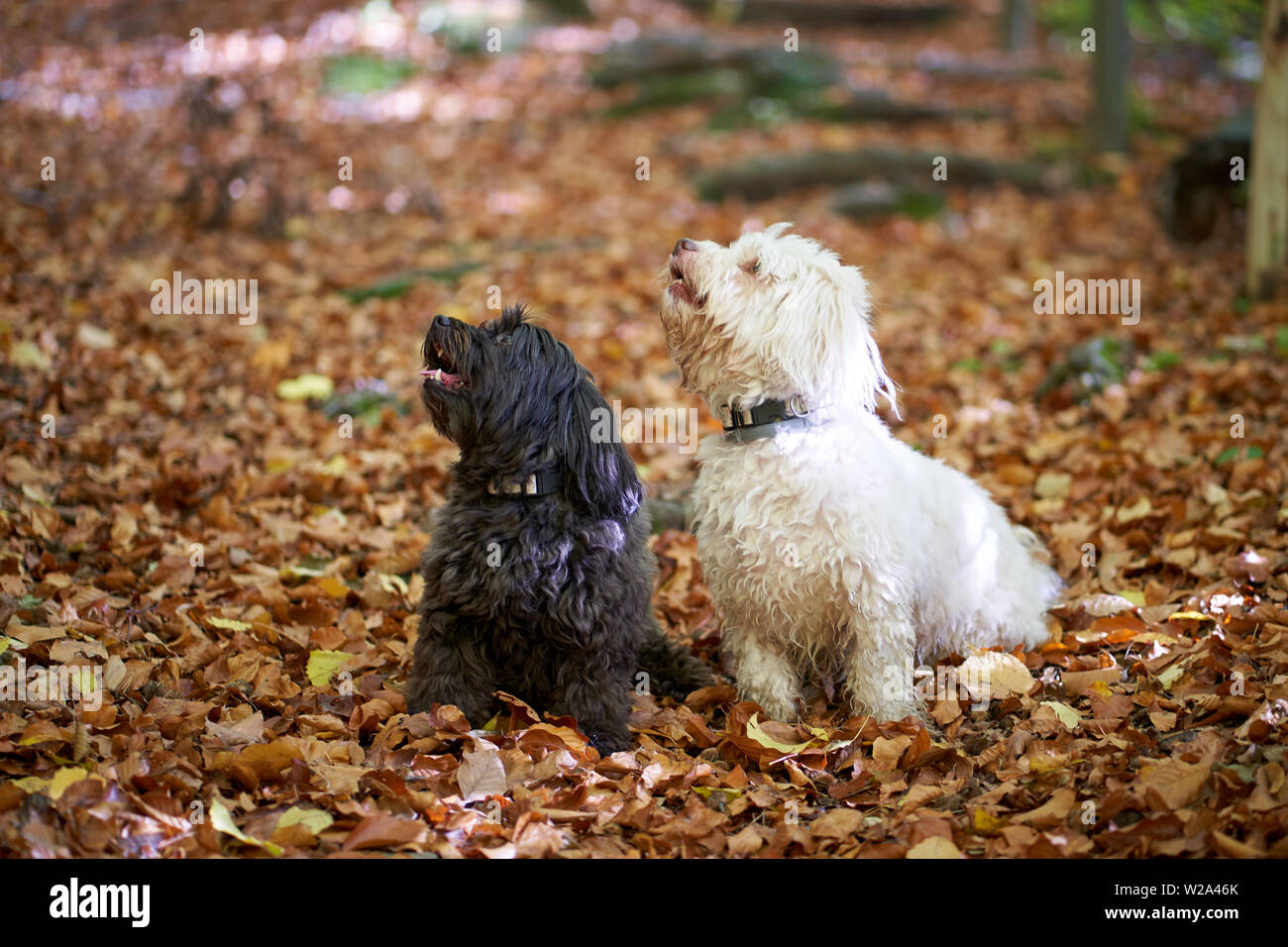 Bichon havanais noir et blanc chien assis dans la forêt en automne avec les feuilles à la recherche Banque D'Images