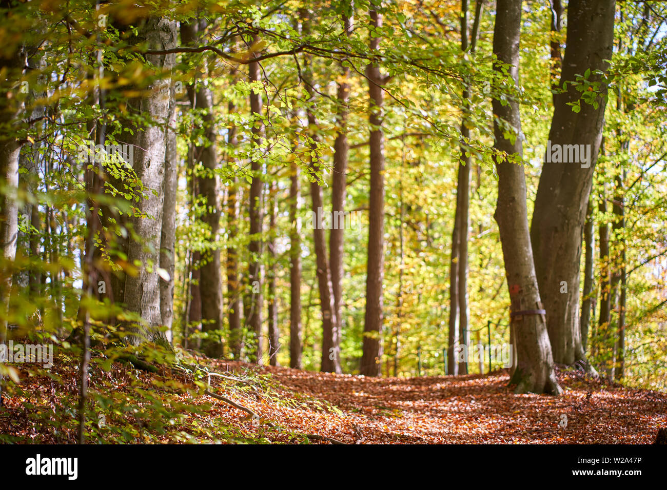 Sentier en forêt en automne avec les feuilles marron Banque D'Images