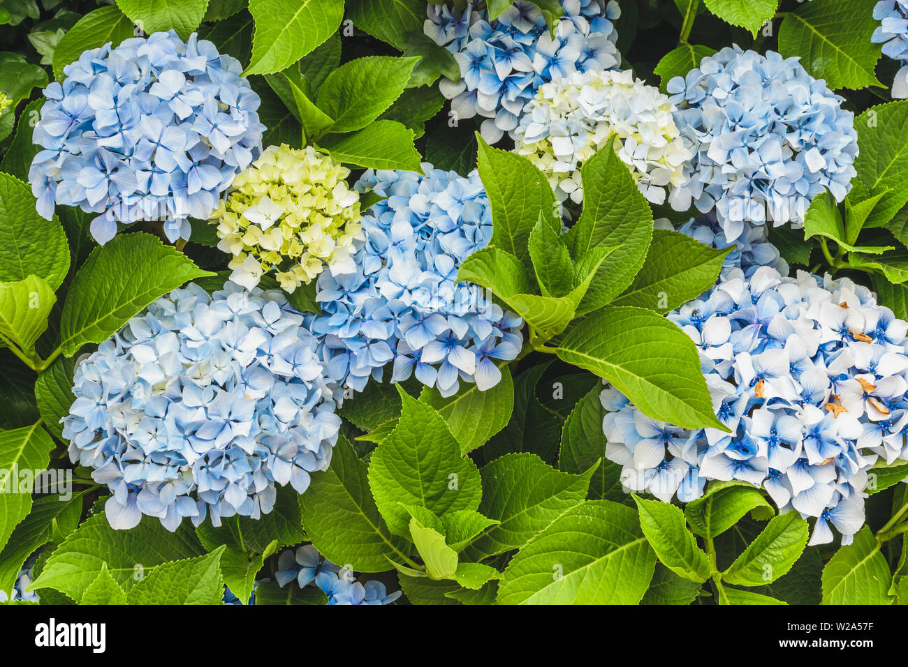 Hortensia fleurs. Hydrangea macrophylla shrub Banque D'Images