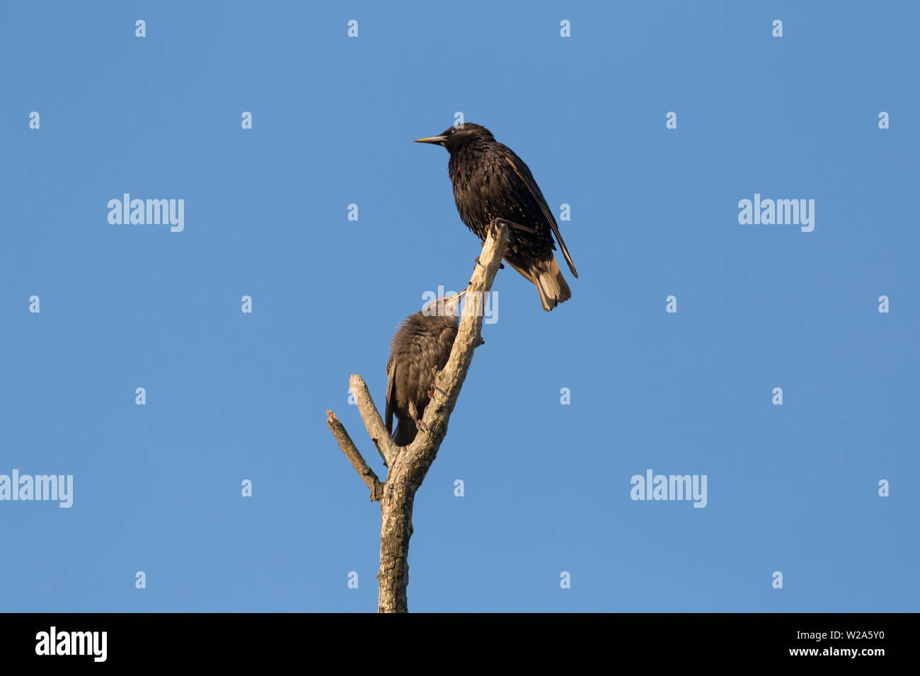 Starling avec son chick assis sur la branche sec contre le ciel bleu Banque D'Images