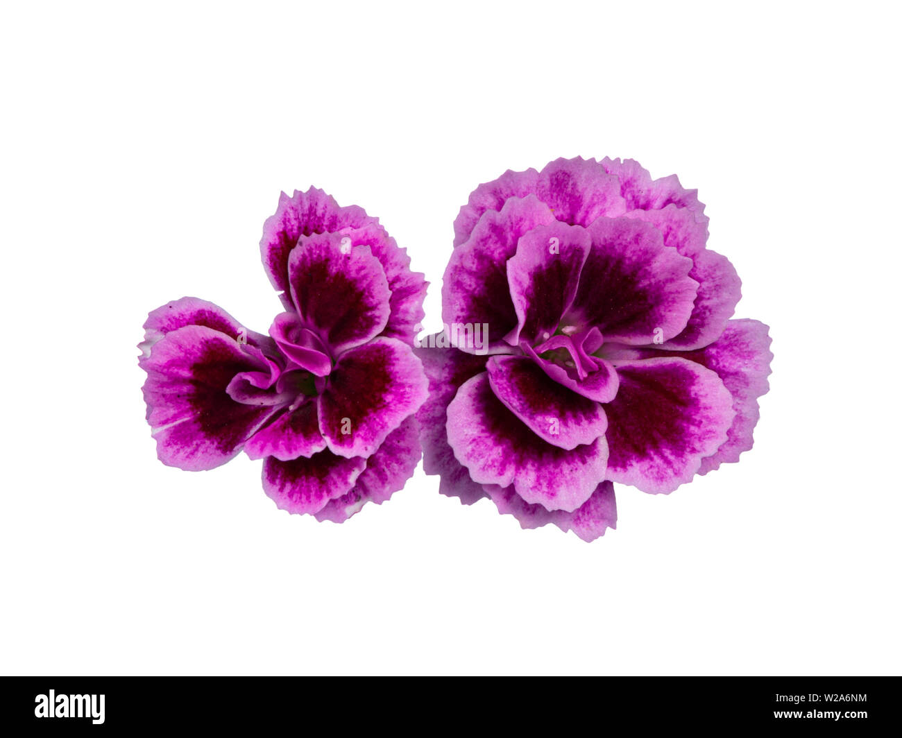 Vue de dessus 2 blooming Rose Dianthus 'frais' baisers fleurs, isolé sur fond blanc. Banque D'Images