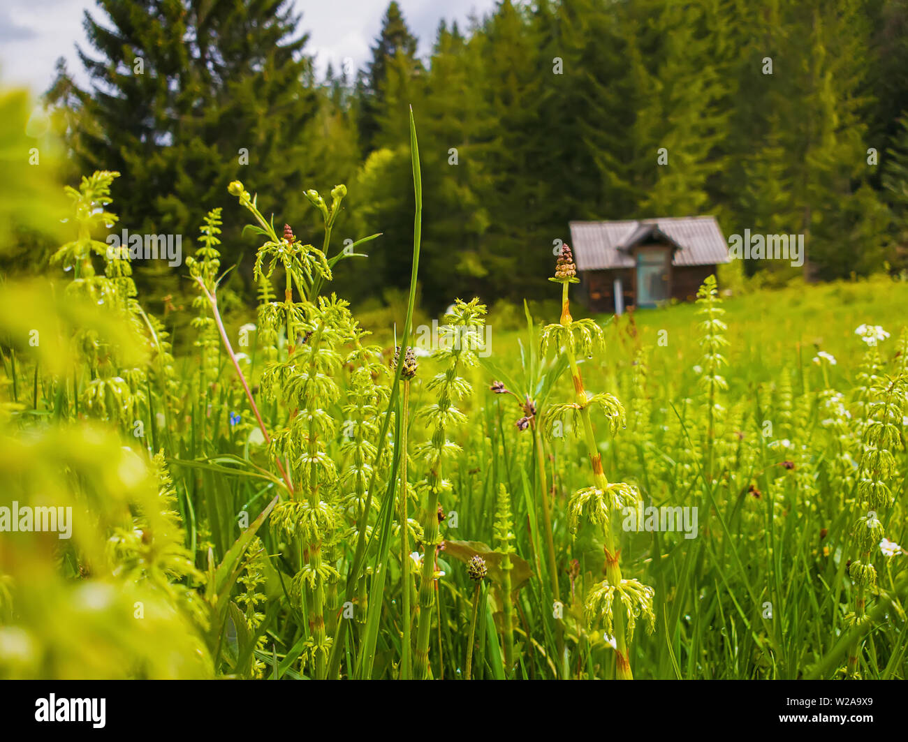 Libre de végétation sauvage Carpates sur le champ en face d'une vieille maison en bois près de la forêt de sapins. Merveilleux printemps rural scène avec green mea Banque D'Images