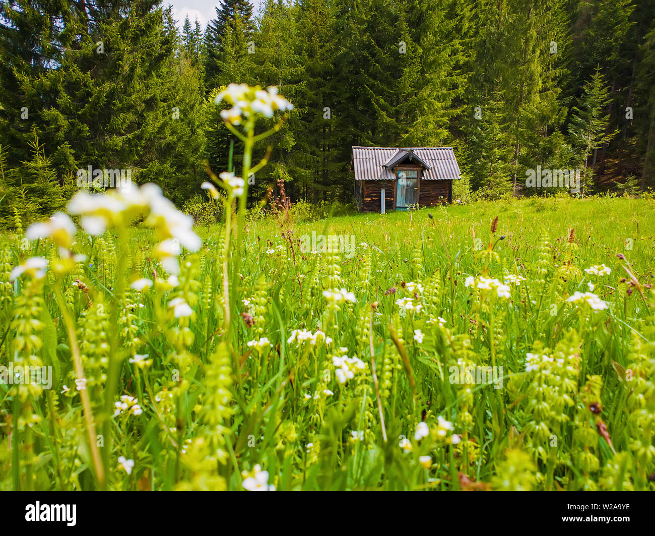 Chalet en bois sur le blooming prairie entourée de forêts de conifères. Arrière-plan de printemps pittoresque les Carpates. Banque D'Images