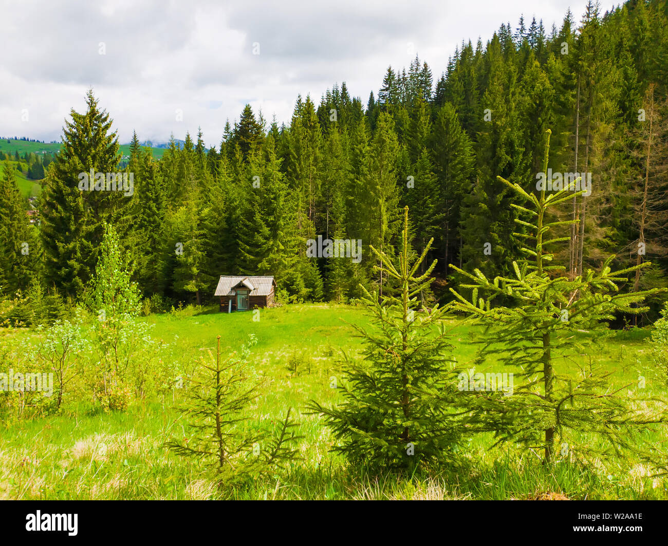 Llittle sapins sur l'herbe verte devant un cottage en bois entourée de forêts de conifères. Printemps pittoresque scène idyllique de la carpe Banque D'Images