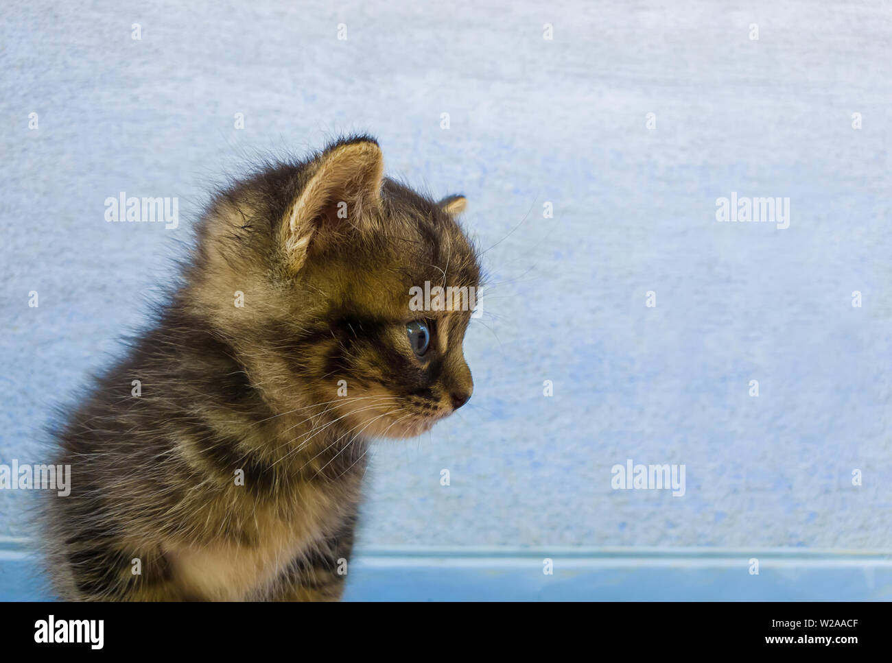 Portrait d'un adorable petit chaton gris à rayures avec les taches brunes à la curieux de côté sur un mur bleu. Banque D'Images