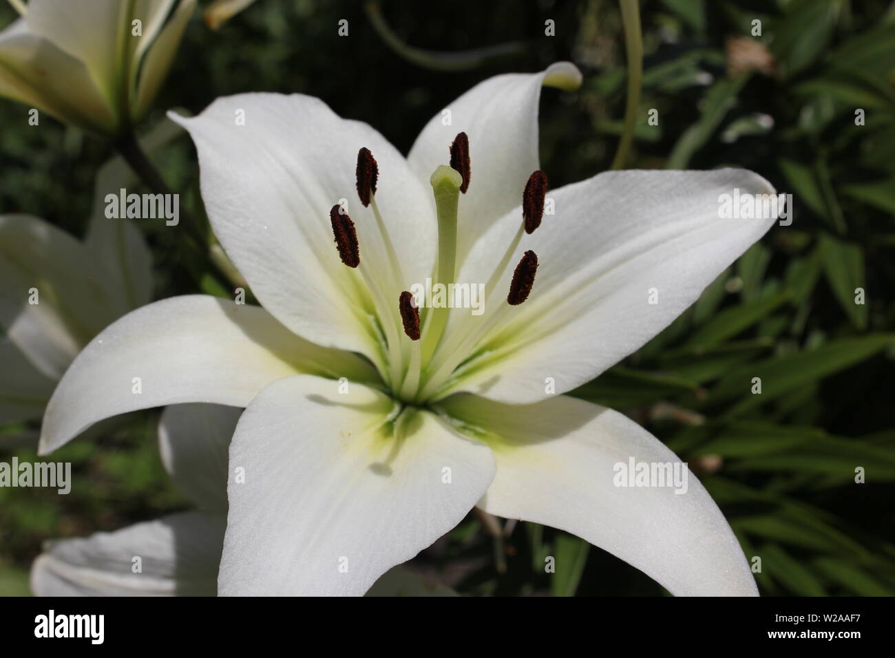 Belle lys blanc, ホワイトリリー, lilium candidum, Madonna lily Photo Stock - Alamy