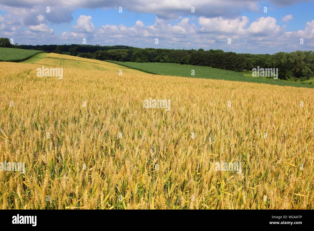 Paysage rural avec champ de blé rip sur un premier plan. Belle campagne d'été nature background, Wisconsin, USA Midwest. Concept de la récolte. Banque D'Images