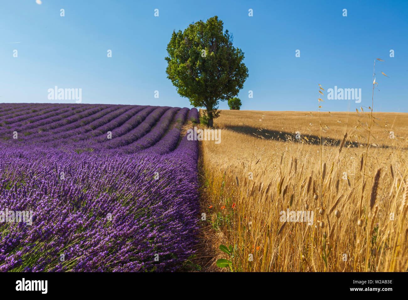 Champs de lavande en Provence. Summertime Banque D'Images