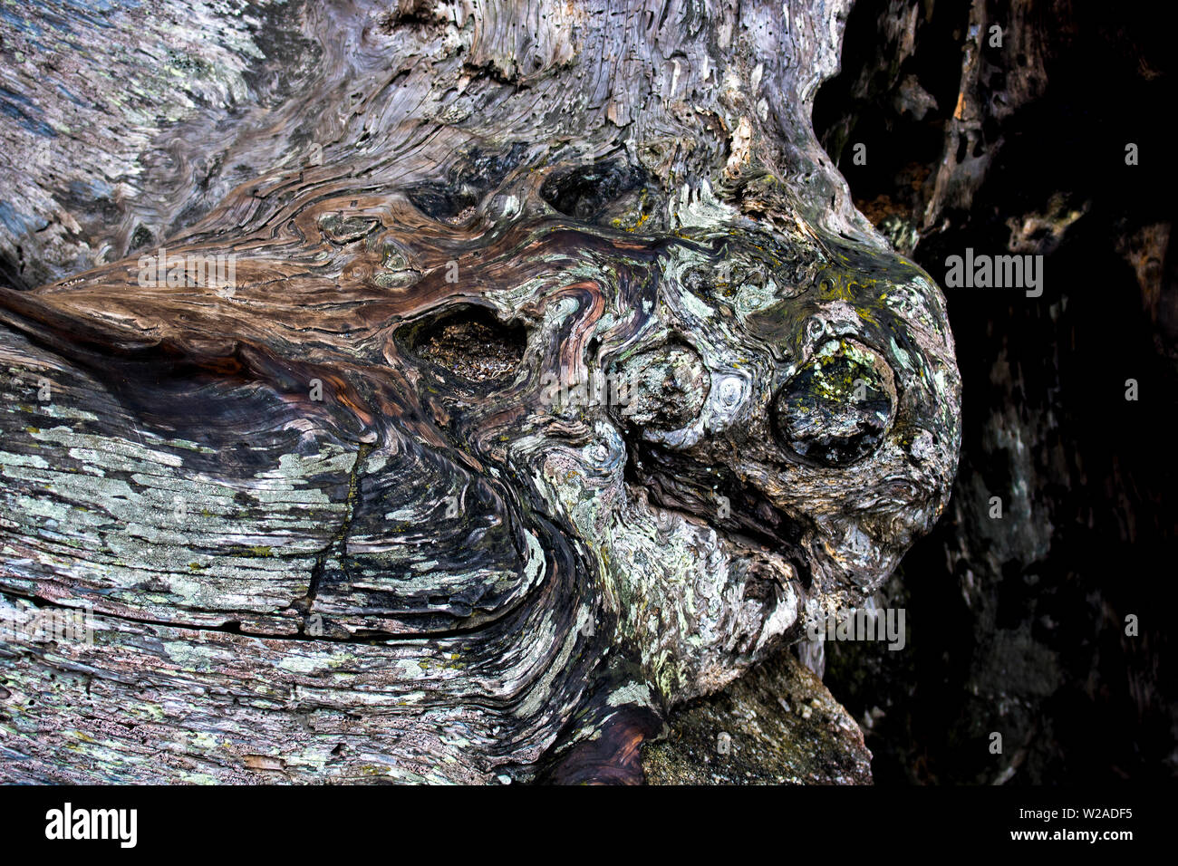 L'écorce de bois de cyprès avec des couleurs et textures de torsades et virages Photo Stock Alamy L'écorce de bois de cyprès avec des couleurs et textures de torsades et virages Photo Stock Alamy