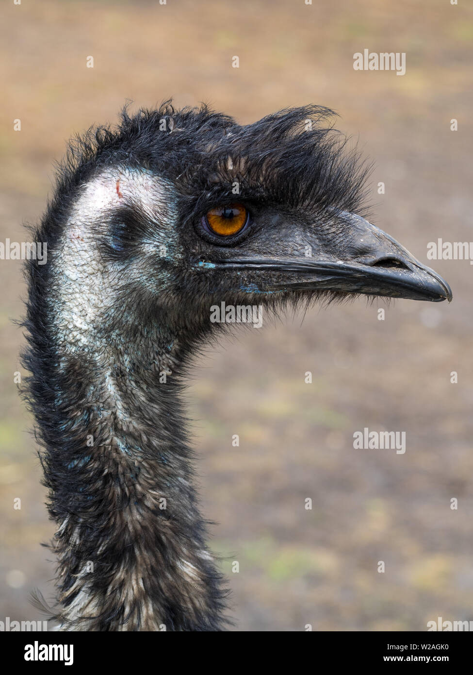 Tête d'Emu close-up Banque D'Images