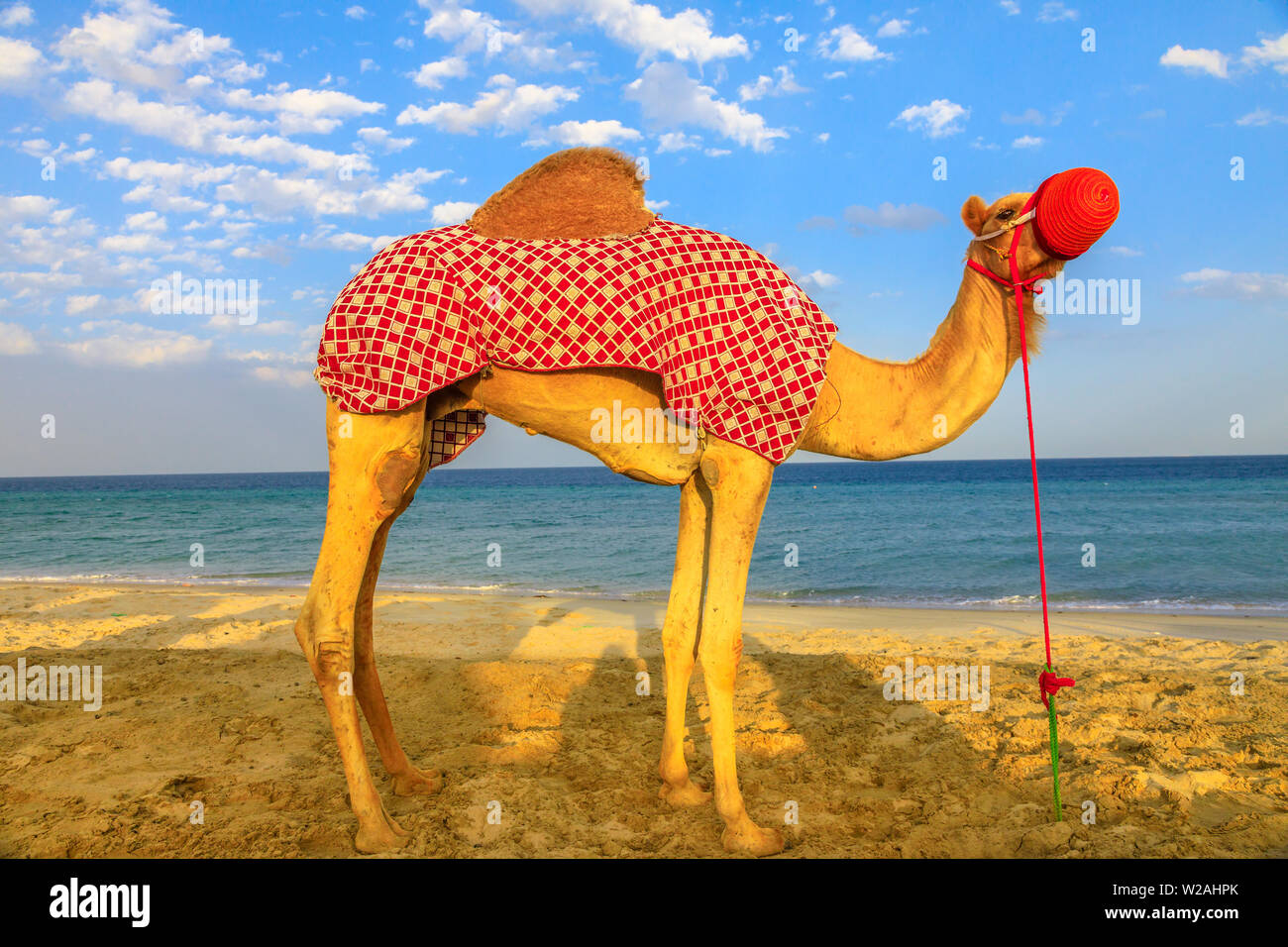 Comité permanent de chameau sur la plage de Khor al Udaid dans le golfe Persique, le Qatar sud avec la mer sur l'arrière-plan. En chameau est une tournée en Amérique du Nord Banque D'Images