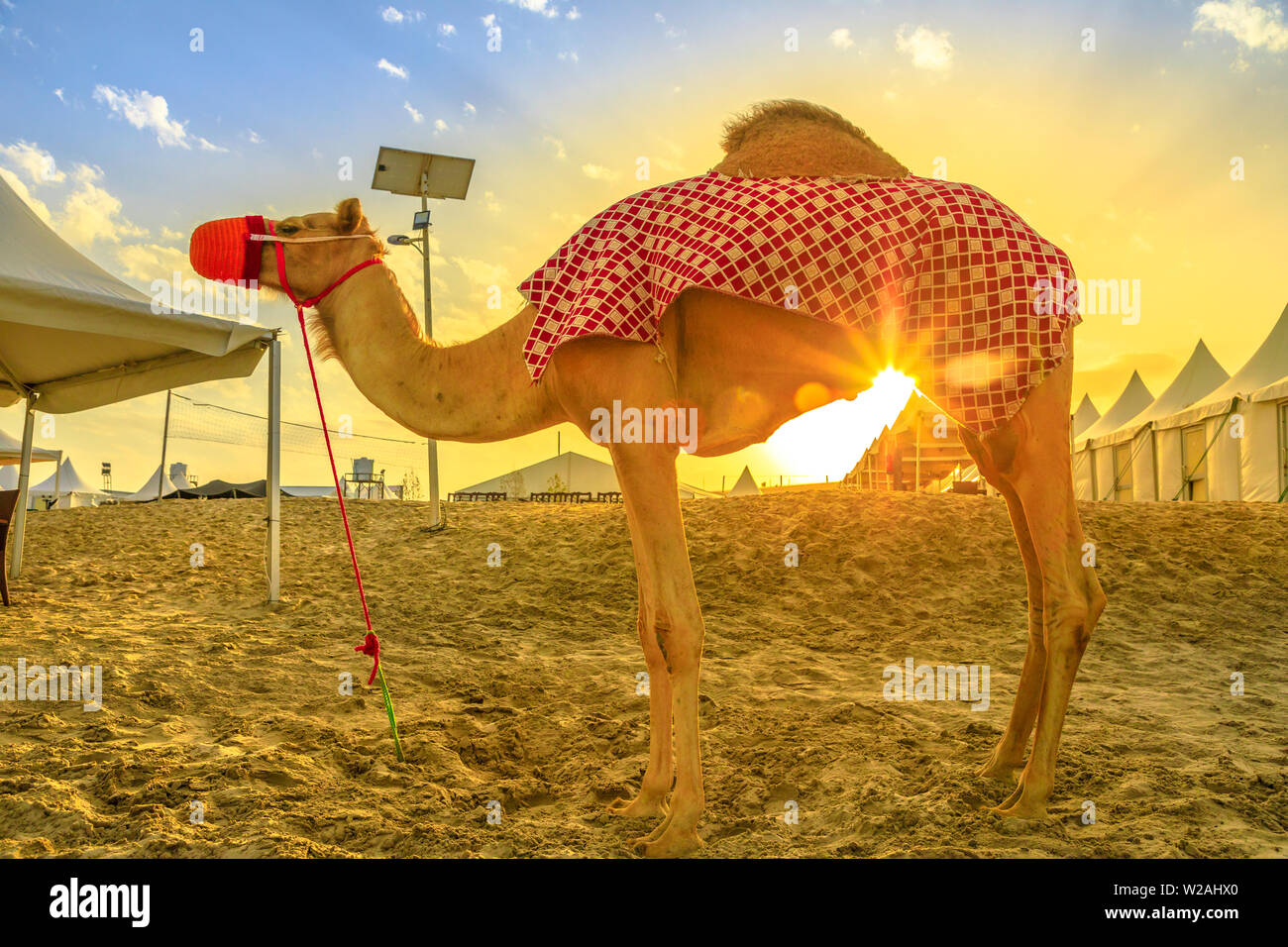 Camel sur plage de Khor al Udaid dans le golfe Persique, le sud de l'Qatar avec coucher de soleil. En chameau est une tournée en Amérique du Nord, la péninsule arabique Banque D'Images