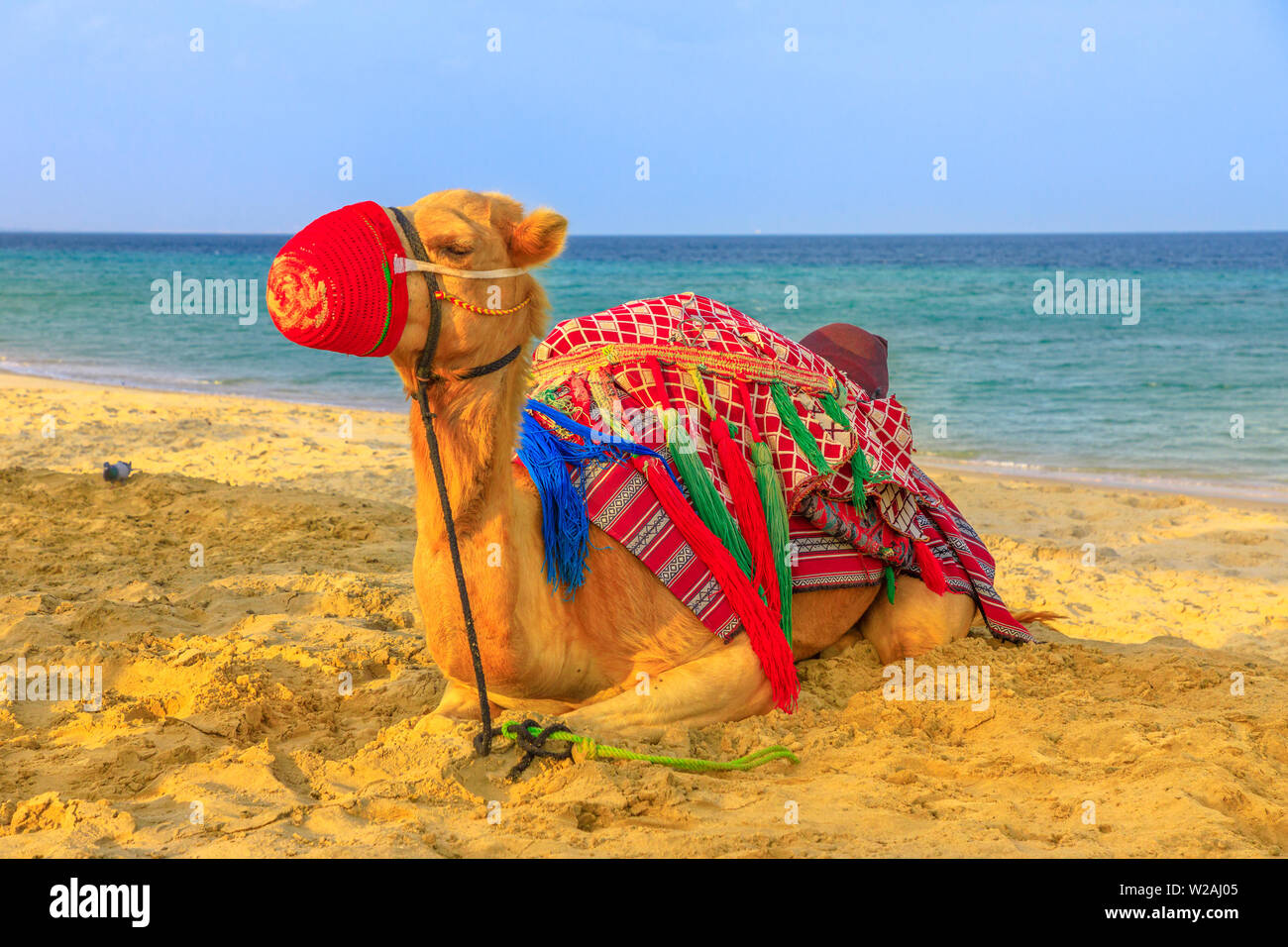 Détente sur la plage de chameau à Khor al Udaid dans le golfe Persique, le Qatar sud avec la mer sur l'arrière-plan. En chameau est une tournée en Amérique du Nord Banque D'Images