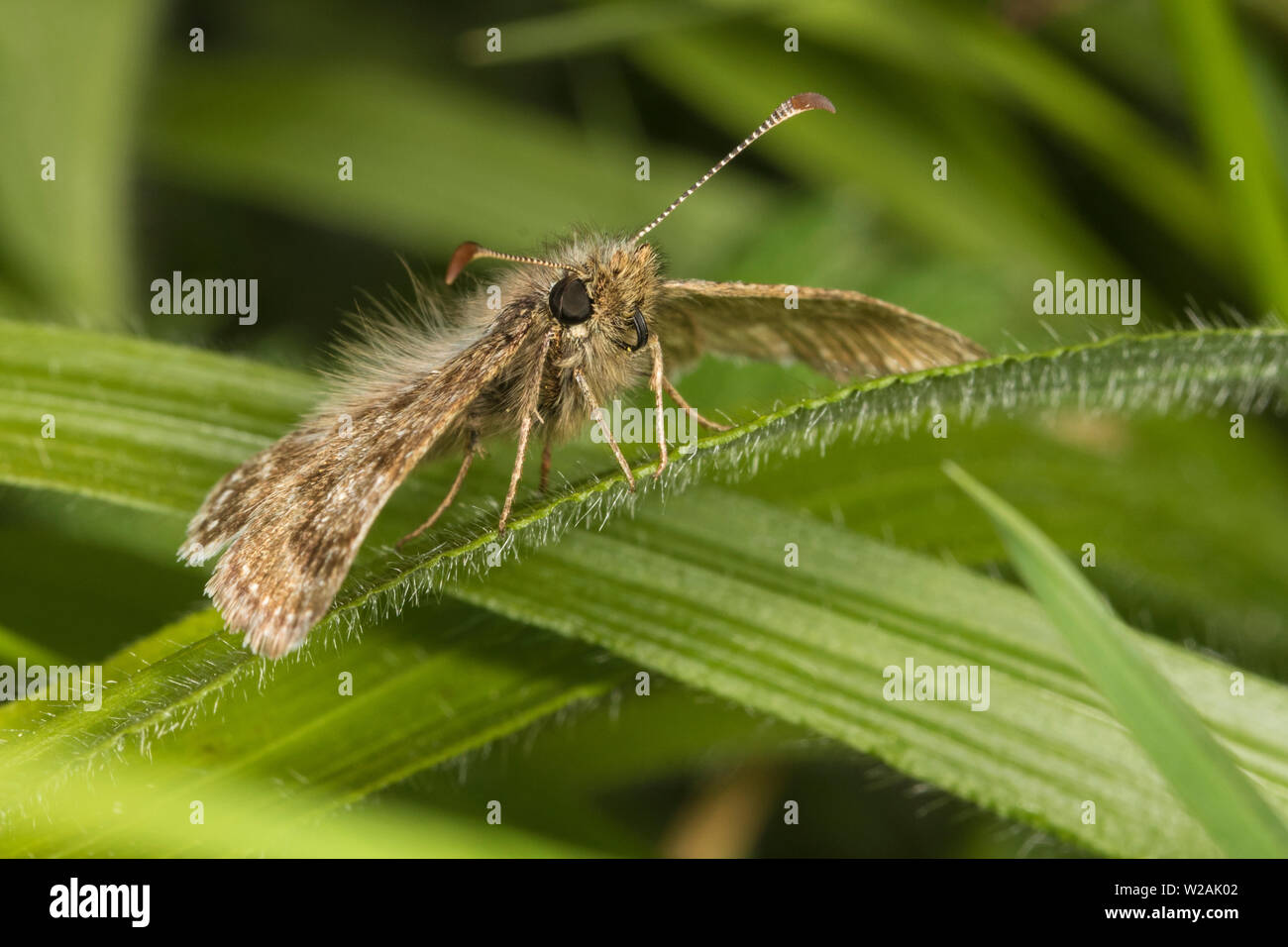 Dingy Skipper (Erynnis tages). Dorset, Angleterre Banque D'Images