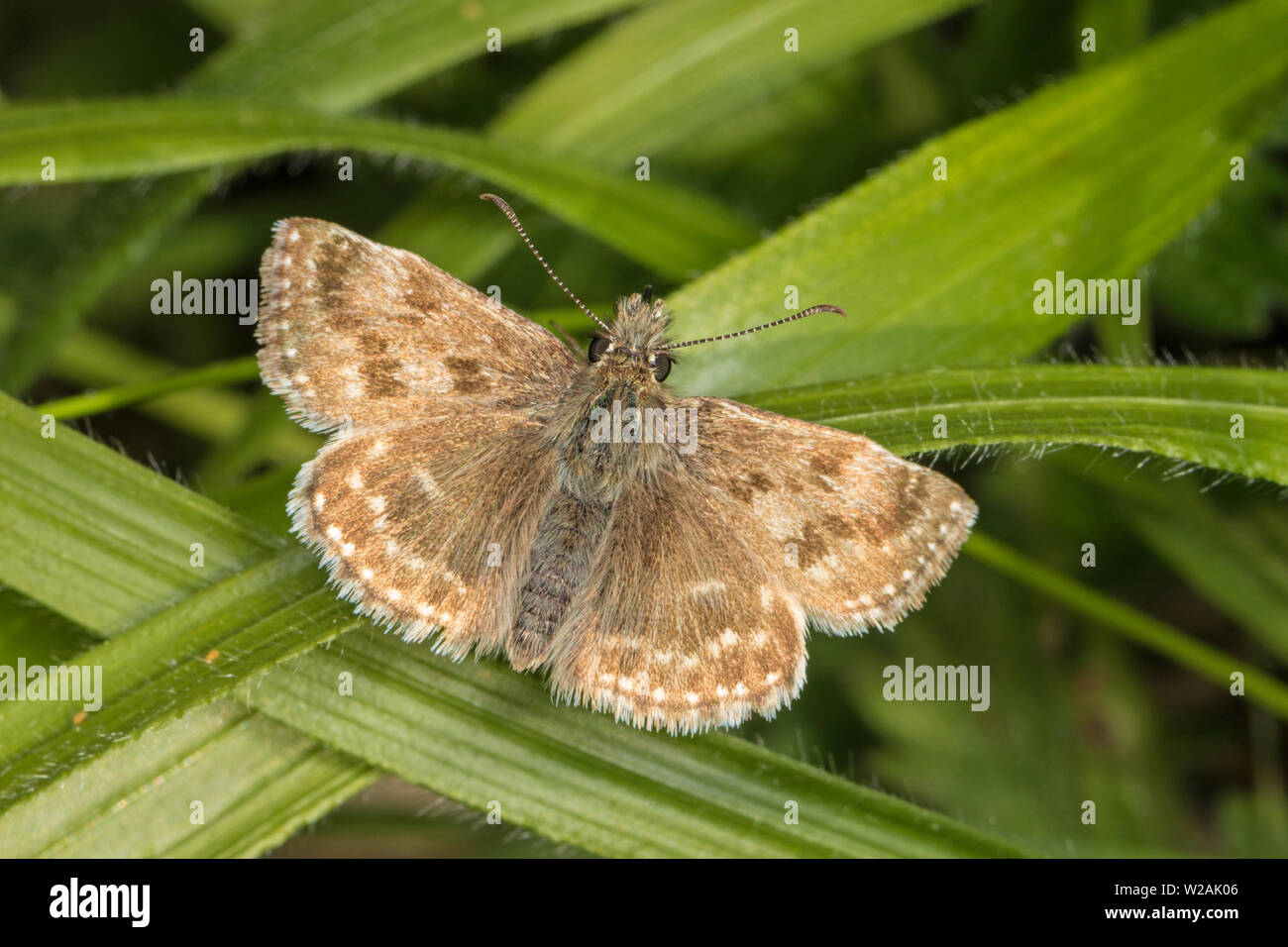 Dingy Skipper (Erynnis tages). Dorset, Angleterre Banque D'Images